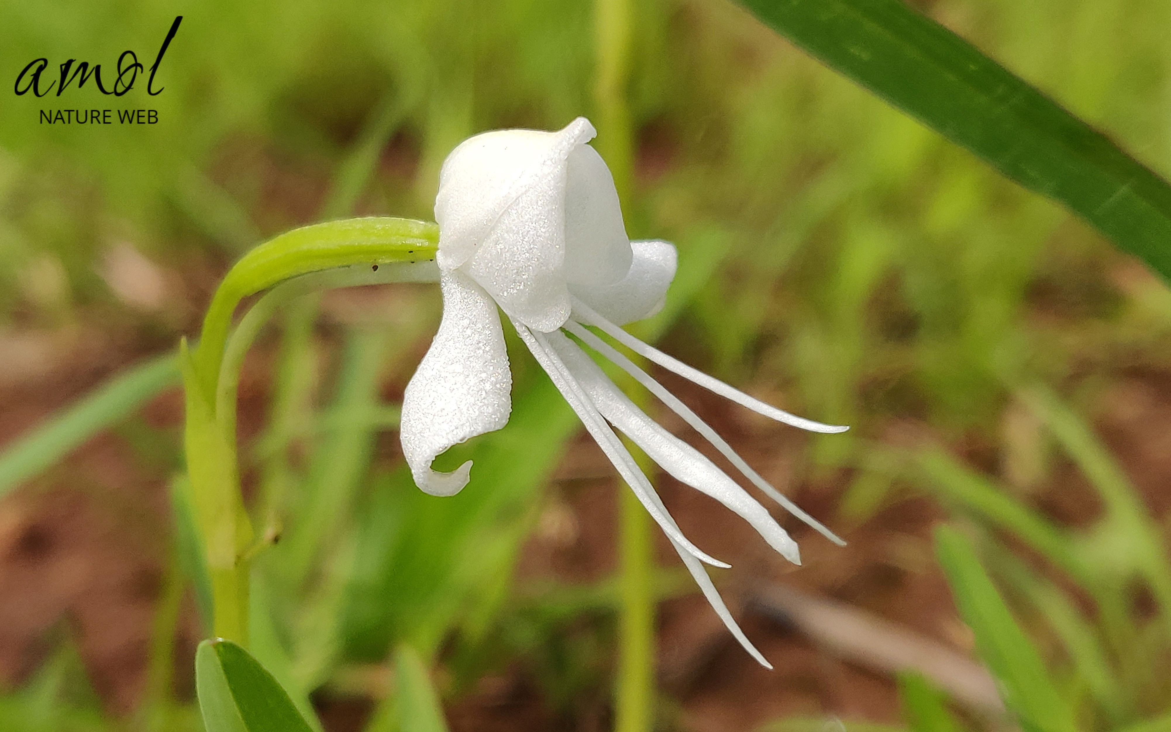 Single Leaved Habenaria